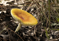 Amanita flavoconia image
