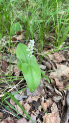 Maianthemum