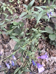 Penstemon platyphyllus
