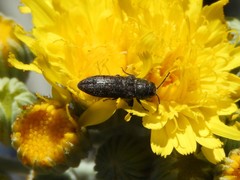 Acmaeodera cisti