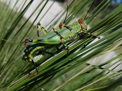 Zoniopoda tarsata