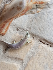 Dasia olivacea