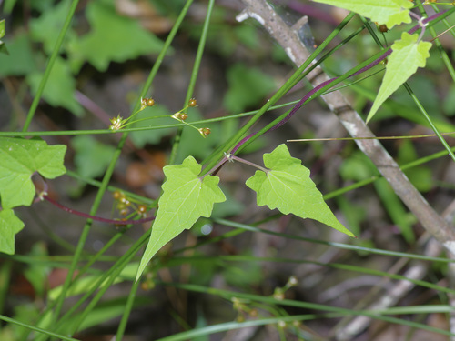 Climbing hempvine (Mikania scandens)