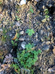 Delphinium nudicaule