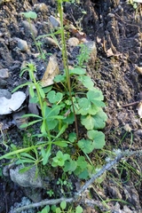 Delphinium nudicaule