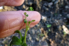 Delphinium nudicaule