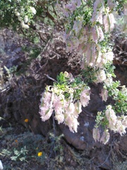 Adesmia confusa