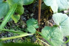 Delphinium nudicaule