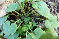 Delphinium nudicaule