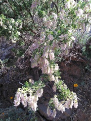 Adesmia confusa