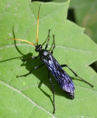 Gnamptopelta obsidianator