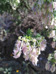 Adesmia confusa