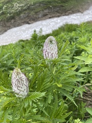 Pedicularis atropurpurea