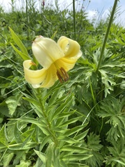 Lilium monadelphum