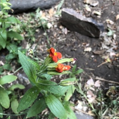 Erythranthe cinnabarina