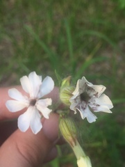 Microbotryum lychnidis-dioicae