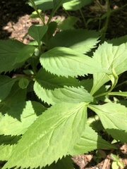 Iodanthus pinnatifidus