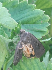 Noctua pronuba