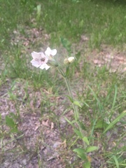 Microbotryum lychnidis-dioicae