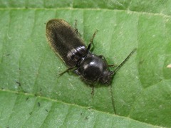 Hemicrepidius hirtus