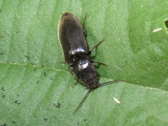 Hemicrepidius hirtus