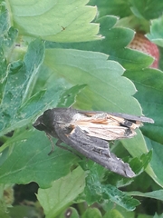 Noctua pronuba