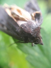 Noctua pronuba
