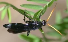 Gnamptopelta obsidianator