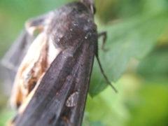 Noctua pronuba