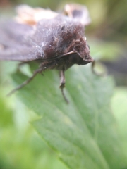 Noctua pronuba
