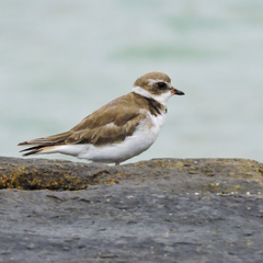 Charadrius semipalmatus