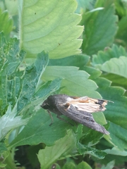 Noctua pronuba
