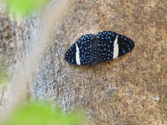 Hamadryas laodamia