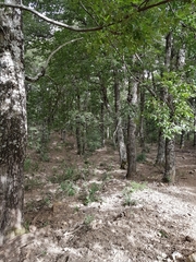 Quercus afares