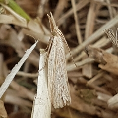 Ematheudes punctella