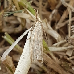 Ematheudes punctella