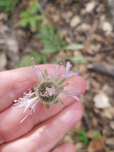 Knautia mauritanica (Knautia mauritanica)