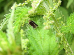 Tachycixius pilosus