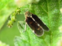 Tachycixius pilosus