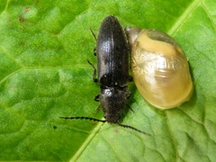 Hemicrepidius hirtus