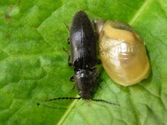 Hemicrepidius hirtus