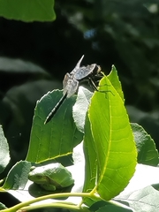 Leucorrhinia frigida