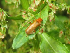 Cantharis cryptica