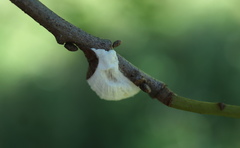 Pulvinaria innumerabilis