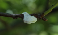 Pulvinaria innumerabilis