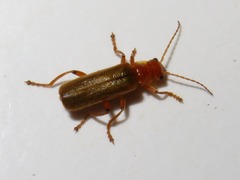 Cantharis cryptica