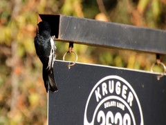 Melaniparus niger ravidus