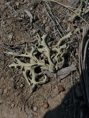 Xanthoparmelia chlorochroa