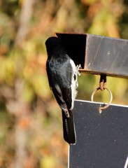 Melaniparus niger ravidus