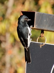Melaniparus niger ravidus